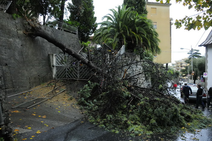 Sanremo: strada chiusa in zona Borgo Tinasso per caduta albero