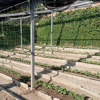 Il fagiolo bianco delle Alpi Liguri inserito nel Piano di sviluppo rurale di Regione Liguria