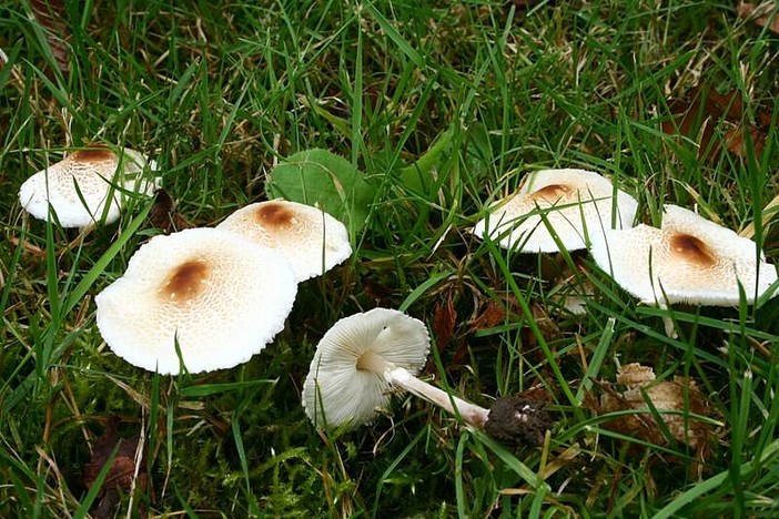 Attenzione ai funghi velenosi del Parco Urbano e in piazza della Vittoria a Imperia