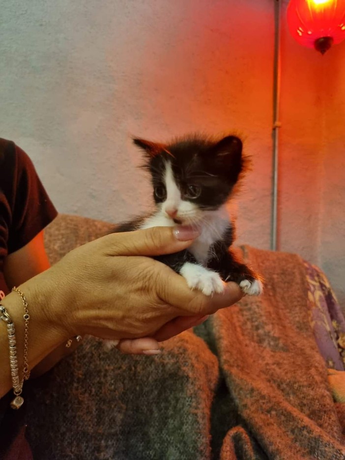 Sanremo, 5 gattini cercano casa: sono una femminuccia e 4 maschietti (foto)