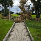 Ventimiglia, rami caduti nei giardini Martiri delle Foibe. Scullino: &quot;Due mesi in questo stato&quot;