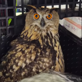 Bordighera, gufo reale ferito salvato da Ambulanze Veterinarie Odv (Foto e video)