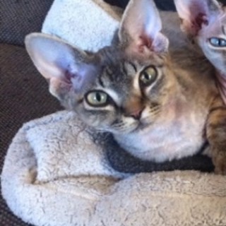 Sanremo: ritrovata gattina devon rex smarrita a settembre