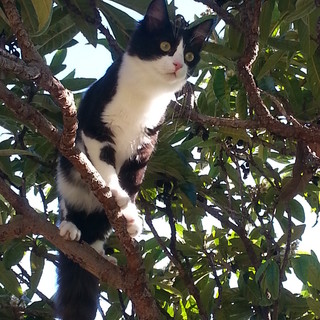 Bordighera: smarrita la gattina Mimì, l'appello dei proprietari