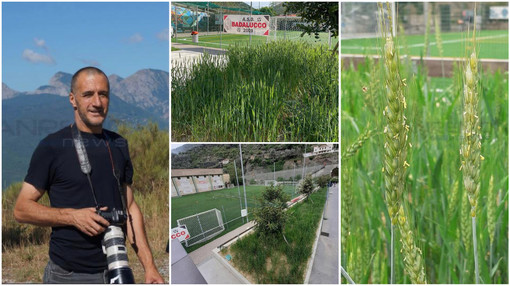 Badalucco: recupero aiuole al campo sportivo, sono spuntate le prime spighe di grano