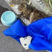 Ventimiglia, gatto ferito sulla ciclabile: mobilitazione di soccorsi (Foto)