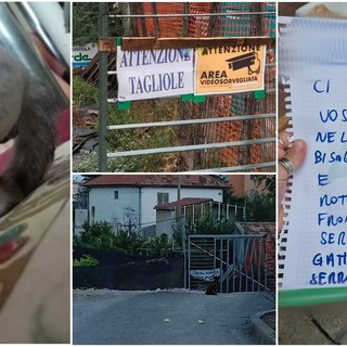 Taggia: gatto mutilato da tagliola in un terreno, Gandolfo &quot;Sono illegali, l'amministrazione intervenga&quot;