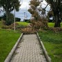 Ventimiglia, rami caduti nei giardini Martiri delle Foibe. Scullino: &quot;Due mesi in questo stato&quot;