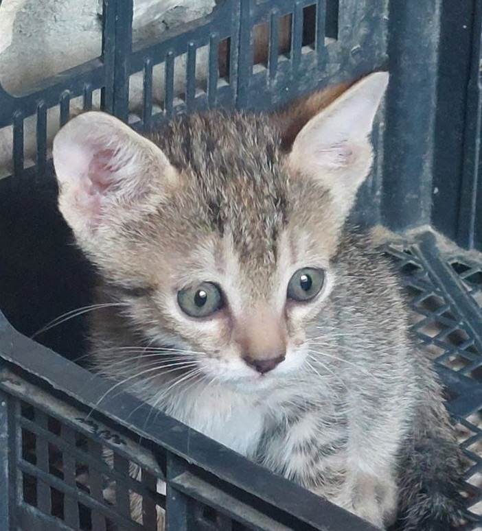 Arma di Taggia: due gattini maschi aspettano di essere adottati