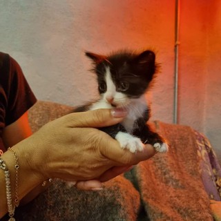 Sanremo, 5 gattini cercano casa: sono una femminuccia e 4 maschietti (foto)