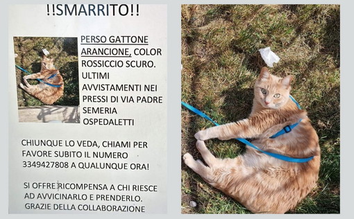 Sanremo: scomparso da lunedì scorso un gatto di nome Micio, l'appello dei proprietari