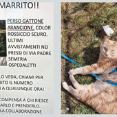 Sanremo: scomparso da lunedì scorso un gatto di nome Micio, l'appello dei proprietari