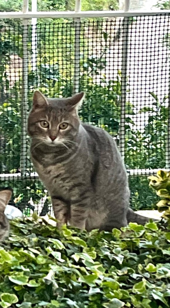 Sanremo: un bellissimo gatto tigrato cerca una nuova casa