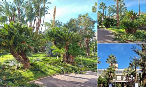 Bordighera, aree verdi: intervento ai giardini del Palazzo del Parco (Foto)