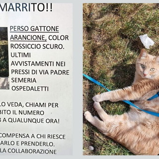 Sanremo: scomparso da lunedì scorso un gatto di nome Micio, l'appello dei proprietari