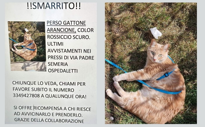 Sanremo: scomparso da lunedì scorso un gatto di nome Micio, l'appello dei proprietari