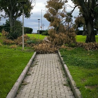 Ventimiglia, rami caduti nei giardini Martiri delle Foibe. Scullino: &quot;Due mesi in questo stato&quot;