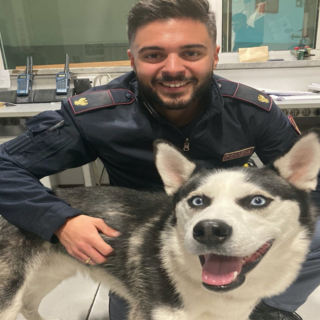 Sanremo: husky smarrito in corso Cavallotti, polizia cerca proprietari