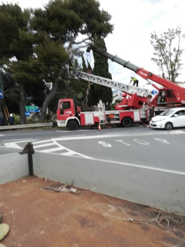 Sanremo: per tutela pubblica incolumità sarà abbattuto un esemplare di Pinus halepensis sulla via Aurelia