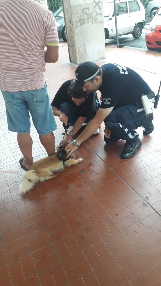 Ventimiglia: deiezioni canine e decoro urbano, avviati i controlli della Polizia Locale e delle guardie zoofile nella città di confine