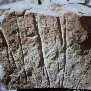 Vallebona: il gruppo ricerche archeologiche &quot;Archeonervia&quot; ha scoperto un'incisione antropomorfa simile ai pebtroglifi della Valle delle Meraviglie