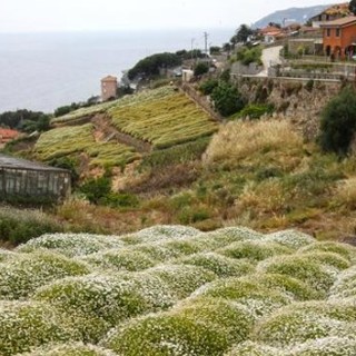 Sanremo: ordinanza del Sindaco di Sanremo contro l'utilizzo di prodotti fitosanitari con 'glifosate'