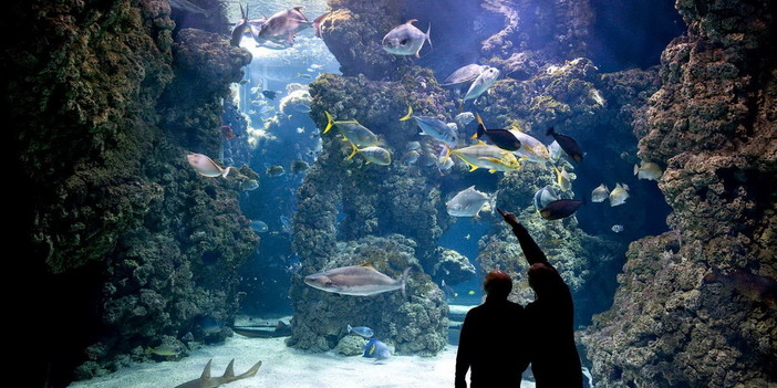 Mostra interattiva sulla Grande Barriera Corallina al Museo oceanografico di Monaco