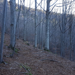 Mendatica: Asta Pubblica, il Consorzio Forestale Alpi Liguri mette in vendita numeroso legname