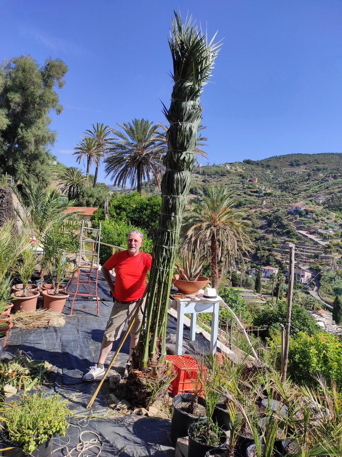 Bordighera: martedì prossimo, conferenza con foto e filmati dedicati alla legatura delle palme per i 'Parmureli’