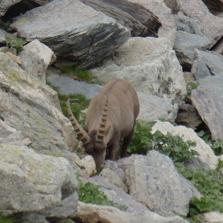 Domenica prossima, escursione crepuscolare al Lago dell’Agnello, nel Parc National du Mercantour.