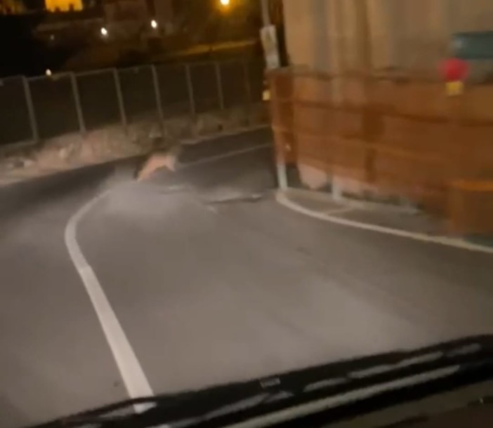 Imperia, un lupo a spasso in centro a Oneglia (video)