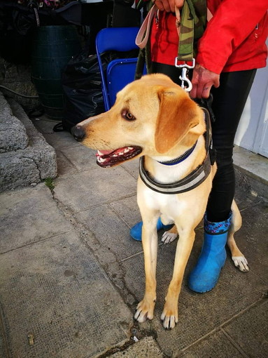 Enpa di Sanremo: il cagnolino Leo aspetta di essere adottato