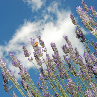 Pietrabruna: venerdì a Boscomare, incontro dimostrativo con i produttori sulla lavanda