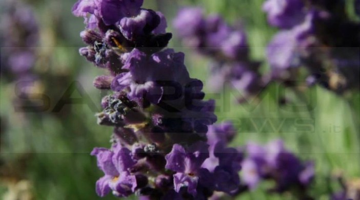 Il Comune di Garlenda con il suo ingresso amplia il nuovo 'Territorio della Lavanda della Riviera dei Fiori': un adesione importante per la sua valenza turistica