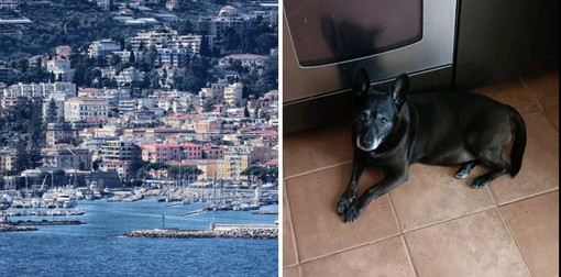 In foto Spillo, il cane della signora Laura Virgilio