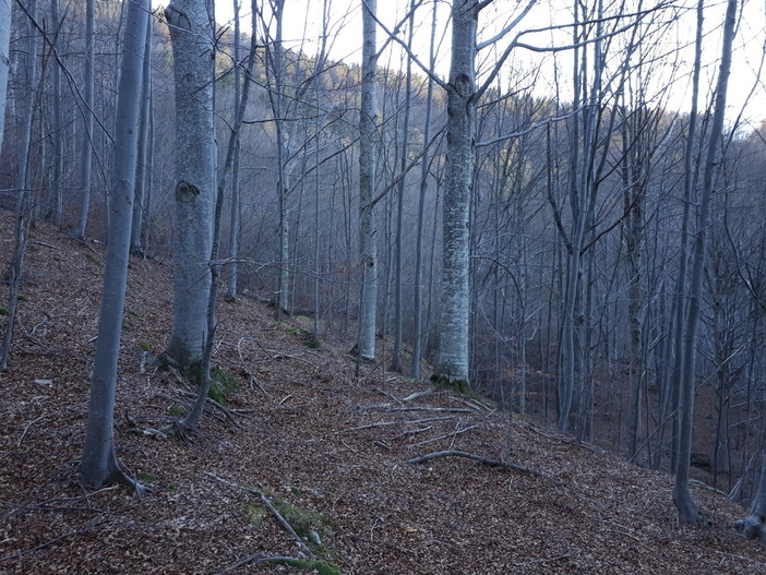 Mendatica: Asta Pubblica, il Consorzio Forestale Alpi Liguri mette in vendita numeroso legname