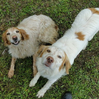 Camporosso: Luna e Alexis sono stati ritrovati e sono di nuovo a casa