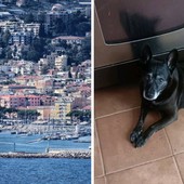 In foto Spillo, il cane della signora Laura Virgilio