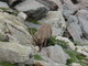 Domenica prossima, escursione crepuscolare al Lago dell’Agnello, nel Parc National du Mercantour.