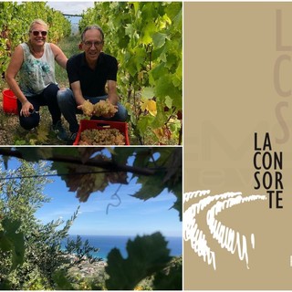 ‘La Consorte’: fra i vitigni di un anfiteatro che guarda al sole della Riviera Ligure nasce una nuova etichetta di Pigato, quando il sogno di produrre vino diventa realtà