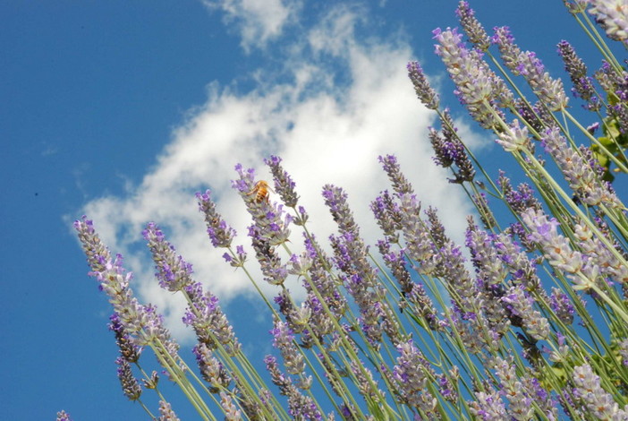 Pietrabruna: venerdì a Boscomare, incontro dimostrativo con i produttori sulla lavanda