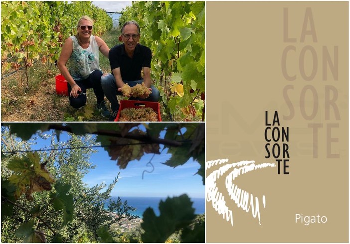 ‘La Consorte’: fra i vitigni di un anfiteatro che guarda al sole della Riviera Ligure nasce una nuova etichetta di Pigato, quando il sogno di produrre vino diventa realtà