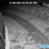 Lupi davanti al cancello di casa a Nava: allarme a Pornassio (video)