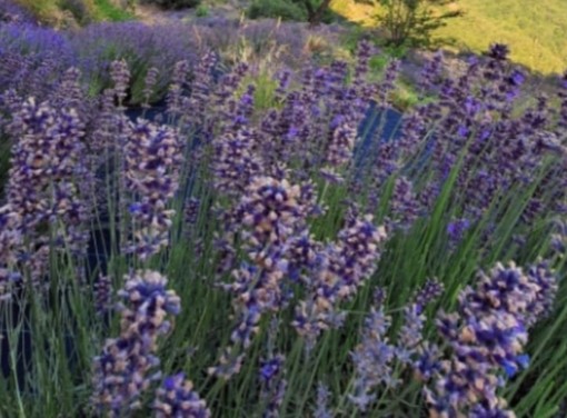 Montalto Carpasio, domani una giornata dedicata alla lavanda: tutti gli appuntamenti