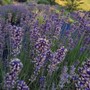 Montalto Carpasio, domani una giornata dedicata alla lavanda: tutti gli appuntamenti