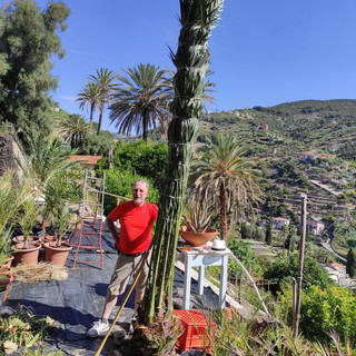 Bordighera: martedì prossimo, conferenza con foto e filmati dedicati alla legatura delle palme per i 'Parmureli’