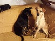 Lady, Sandy e Bimba