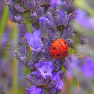 Sanremo: &quot;La Lavanda della Riviera dei Fiori e il suo territorio&quot;, ecco il calendario degli eventi tra luglio e ottobre