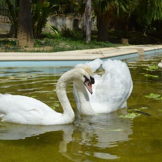 Sanremo: 'Mugugna' è arrivata nel pomeriggio a Villa Ormond, da oggi il parco avrà due cigni (Foto e Video)