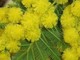 8 marzo, l'associazione Bethel distribuisce mimosa a Bordighera e a Ventimiglia